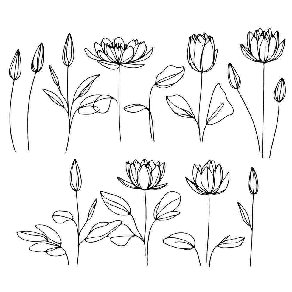Lotus line art illustration. Set outline water lily design sketch, doodle floral stems. Hand drawn Botanical drawing. Simple Stylized flowers. Black and White blooming vector