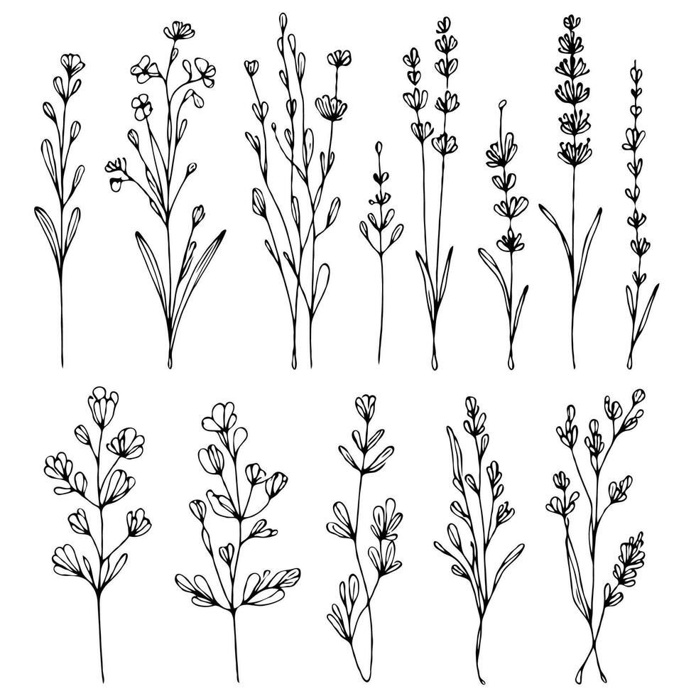 lavender line art illustration. Set outline branches decorative sketch, doodle floral stems. Hand drawn Botanical drawing. Simple Stylized flowers. Black and White blooming herbs vector