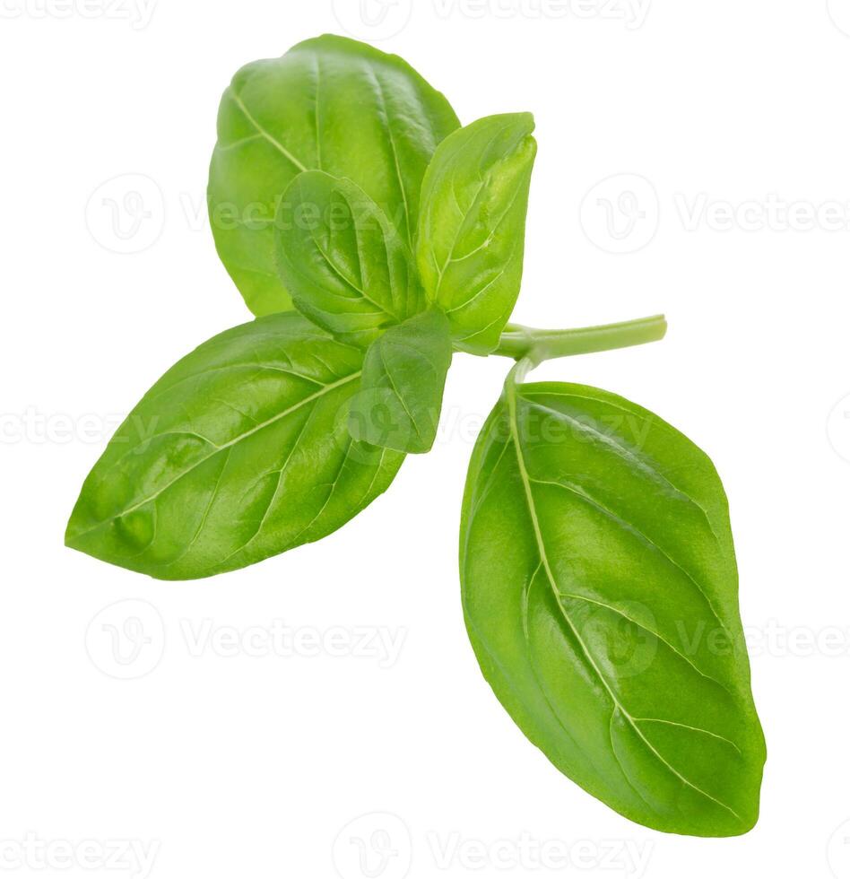 Close up of fresh green basil herb leaves isolated on white background. Sweet Genovese basil photo