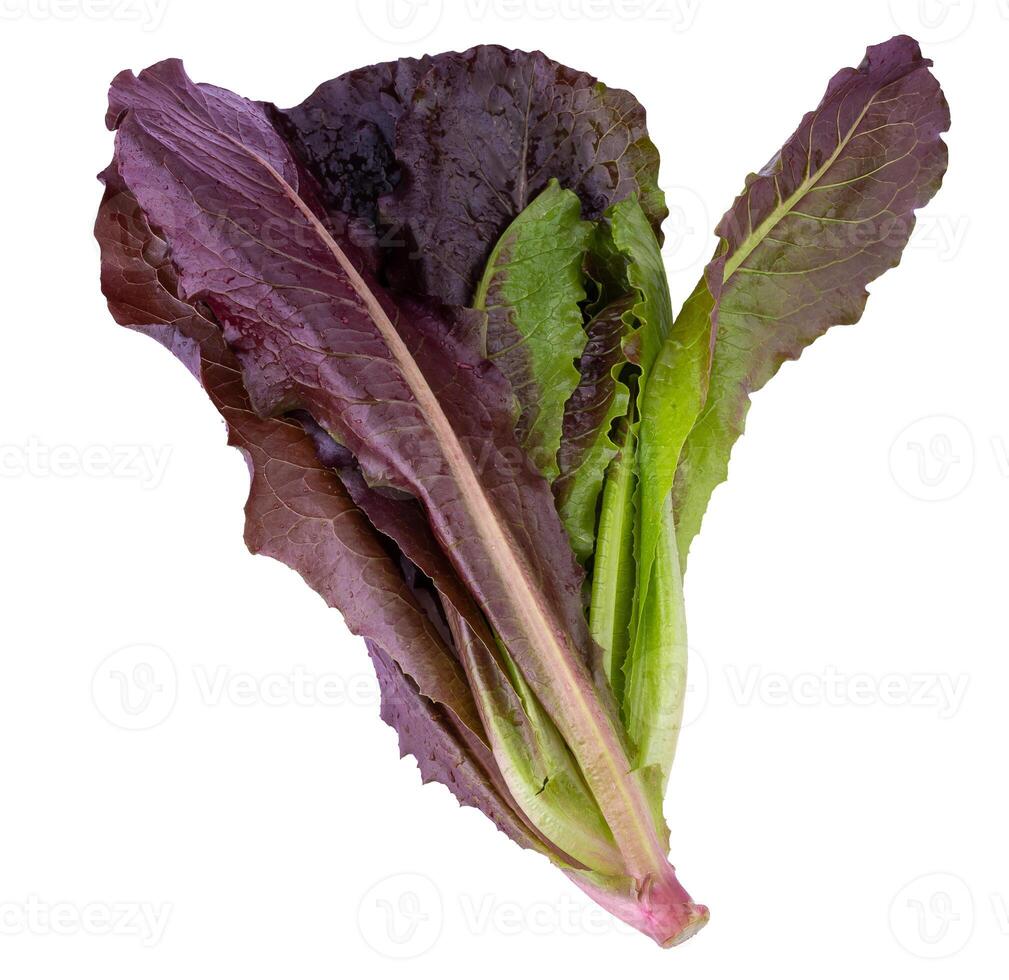 Fresh Leaf Lettuce isolated on a white background photo