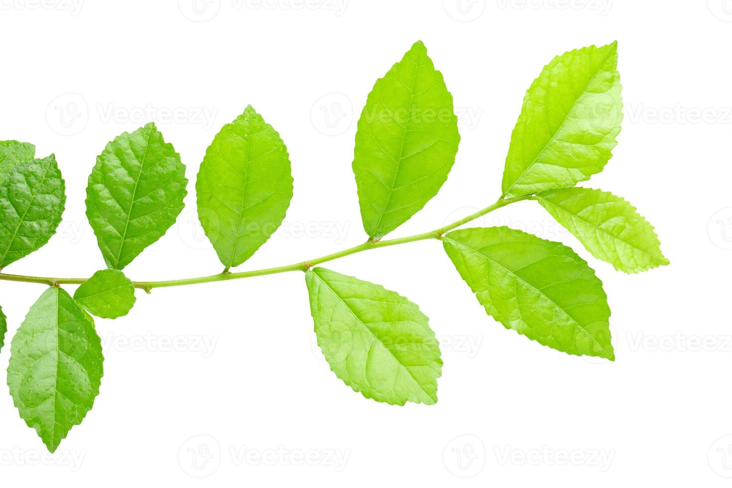 Green leaves isolated over a white background photo