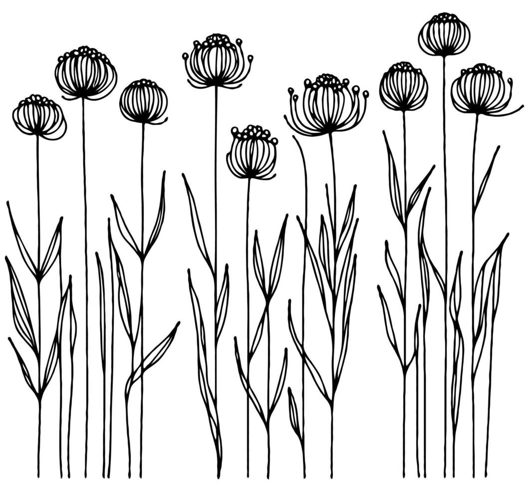 Hand drawn wild flowers Botanical drawing. Simple line art grasses, stems illustration. Black and White Meadow herbs. Stylized blooming plants. Set of outline doodle floral sketch Leaves pattern vector