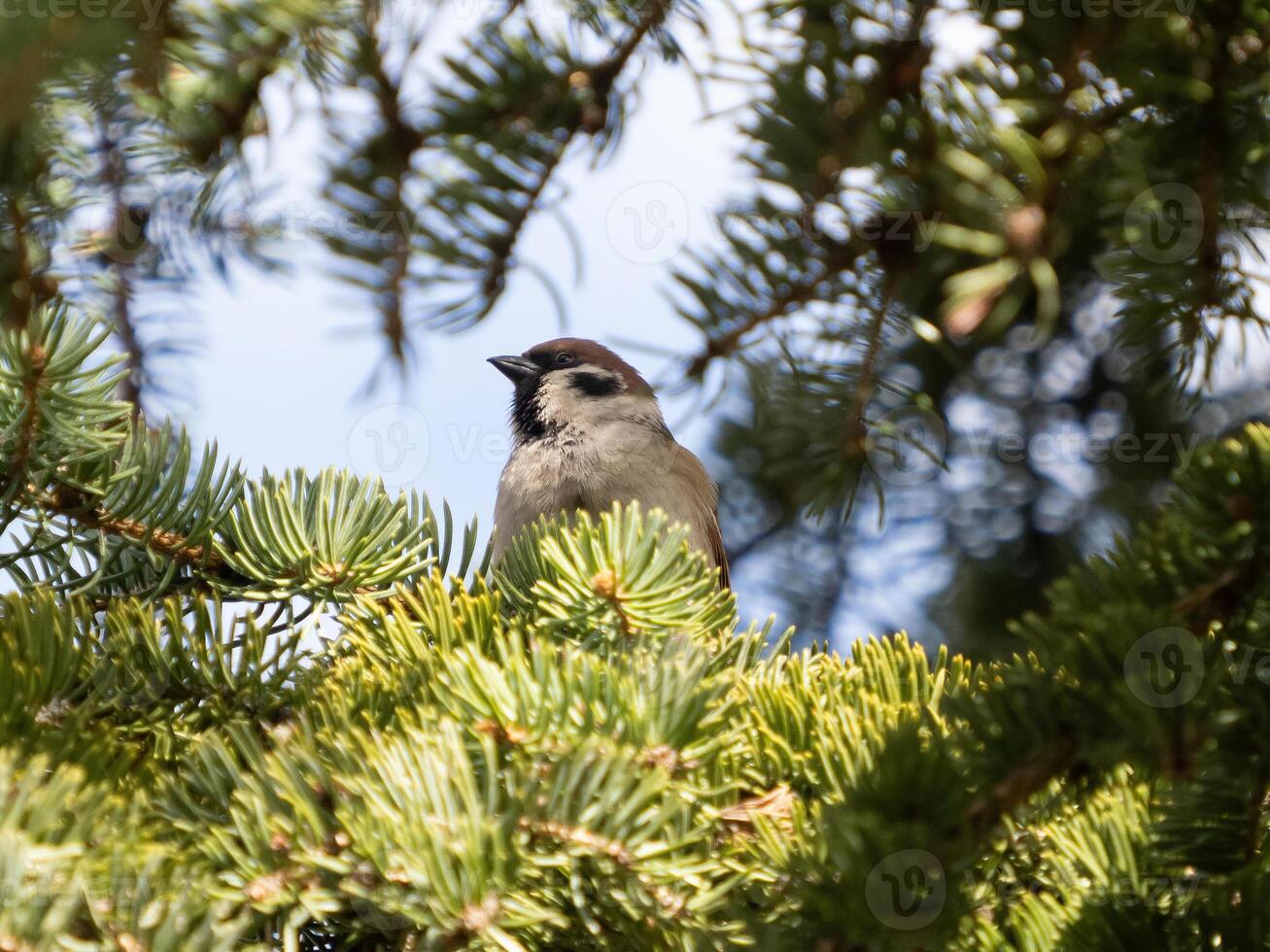 Eurasian Tree Sparrow Passer Montanus sitting on a branch, close-up in sunny day and blue sky photo