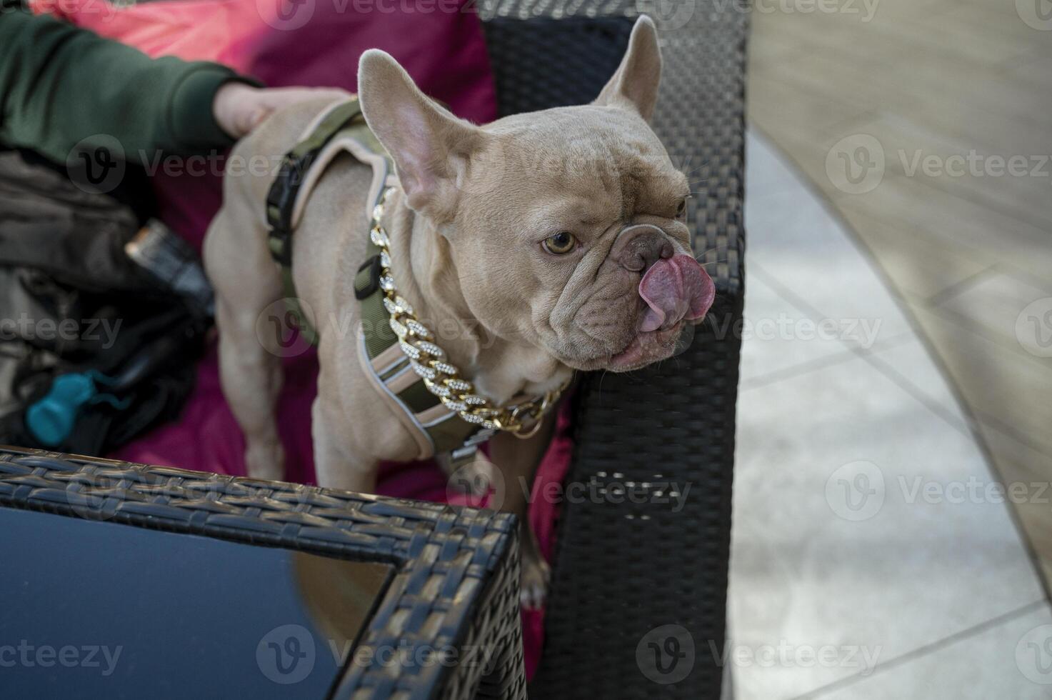 Grey French bulldog with his owner in a cafe on the couch. Only the owner's hand is visible. The dog sticks out its tongue and licks itself. The dog is wearing a gold chain with stones and a modern dark green leash photo