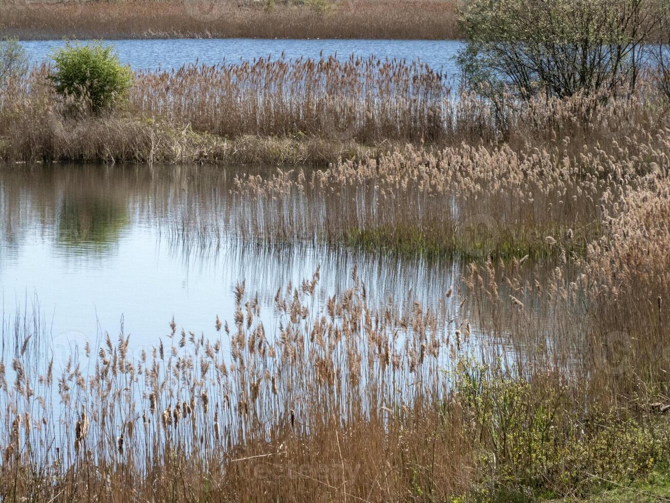 Reeds reflected in water in a wetland habitat photo
