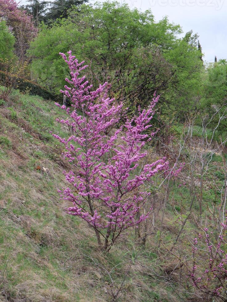 Blooming Pink Tree on a Spring Slope photo