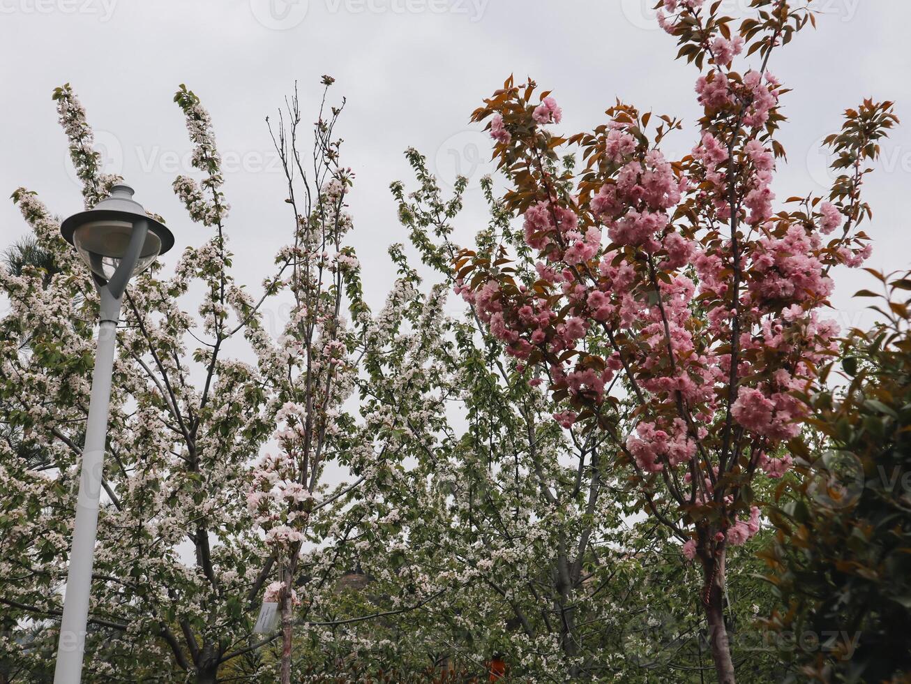 Blossoming Trees and a Streetlamp in Spring photo
