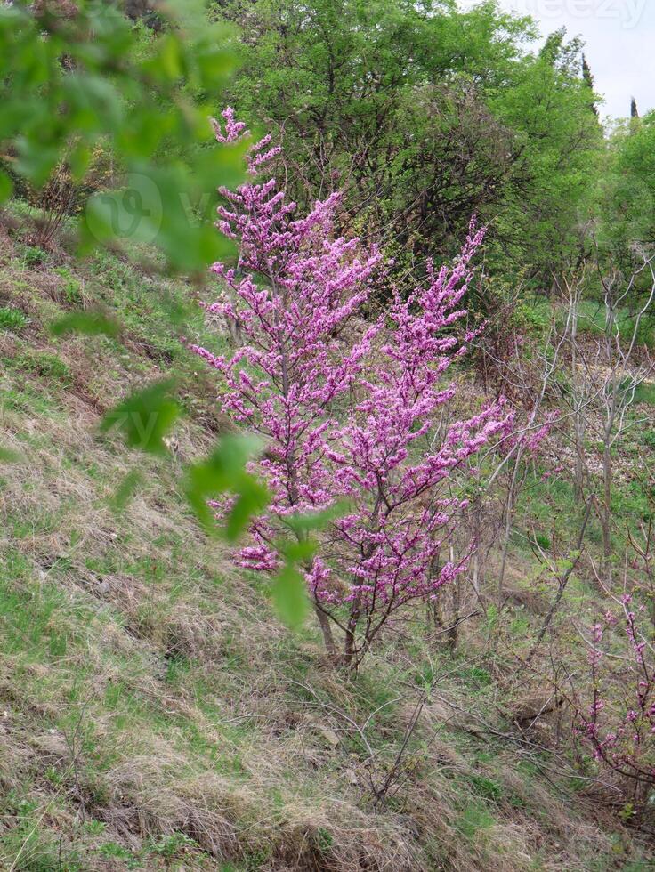 Blooming Pink Trees on a Spring Hillside photo