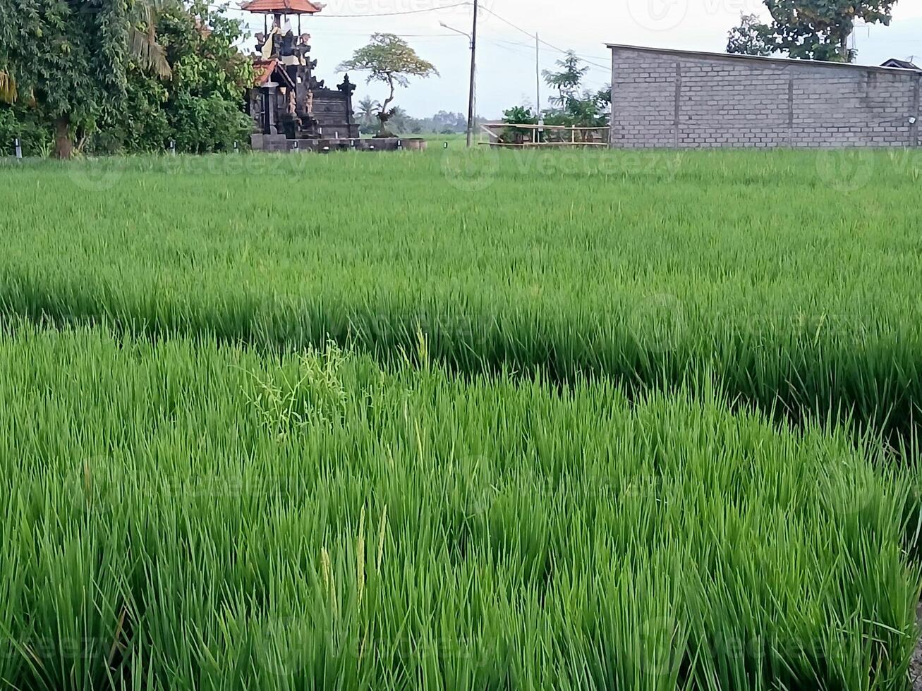 a green field with a small house in the middle photo