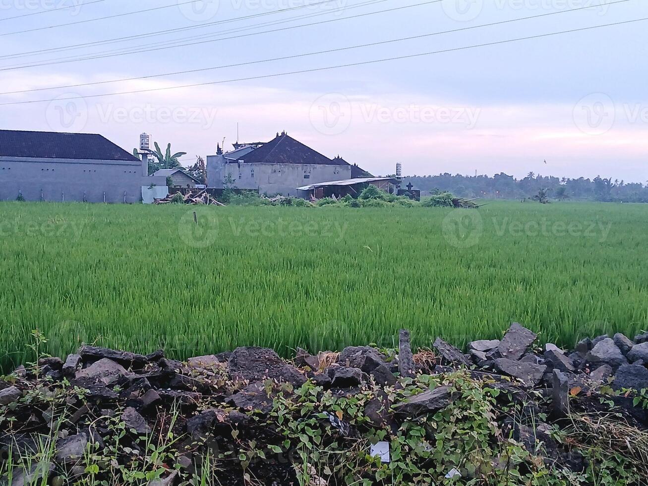 a field with a house in the background photo