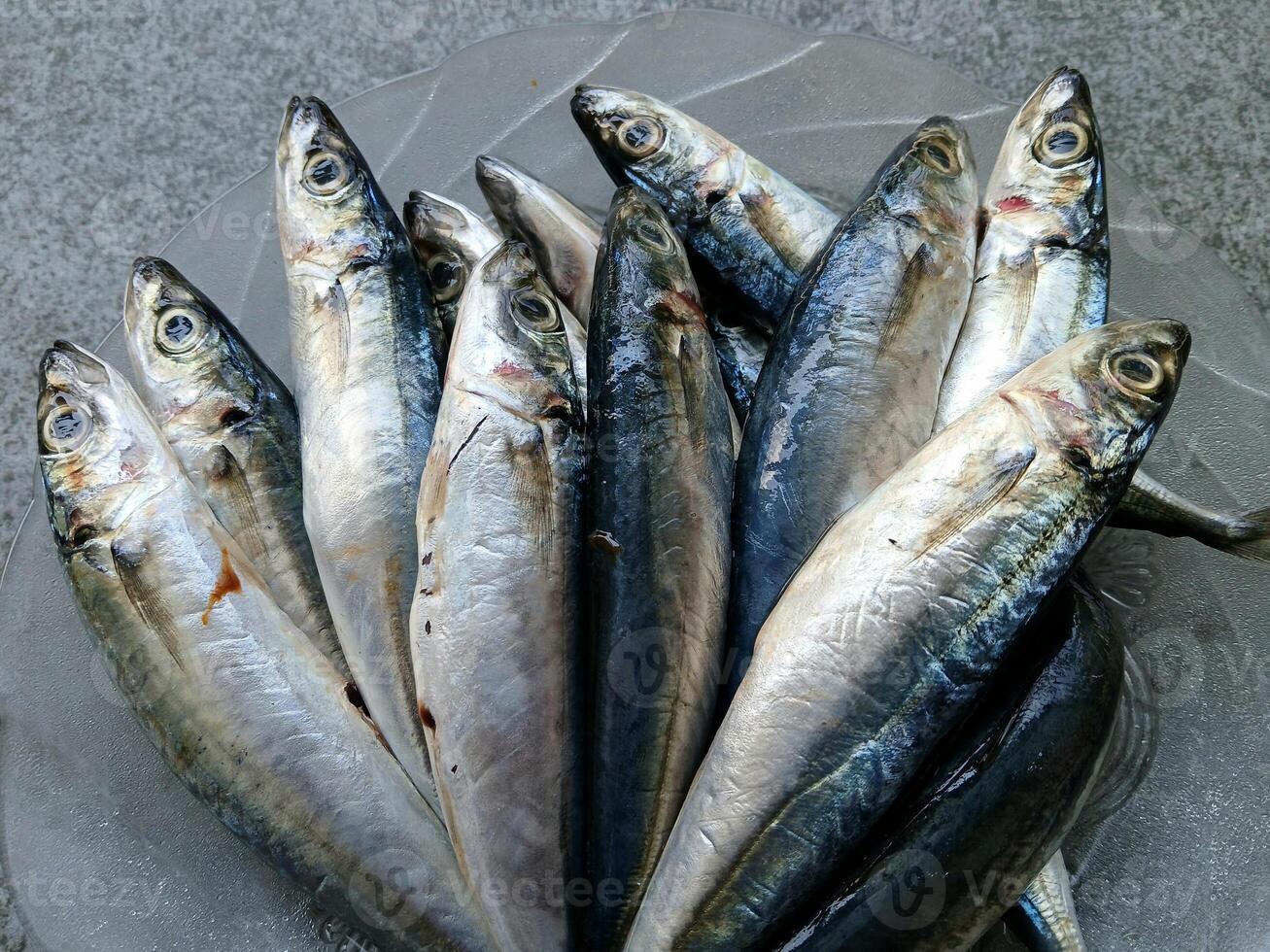 close up of several fresh mackerel fish arranged on a clear glass plate photo