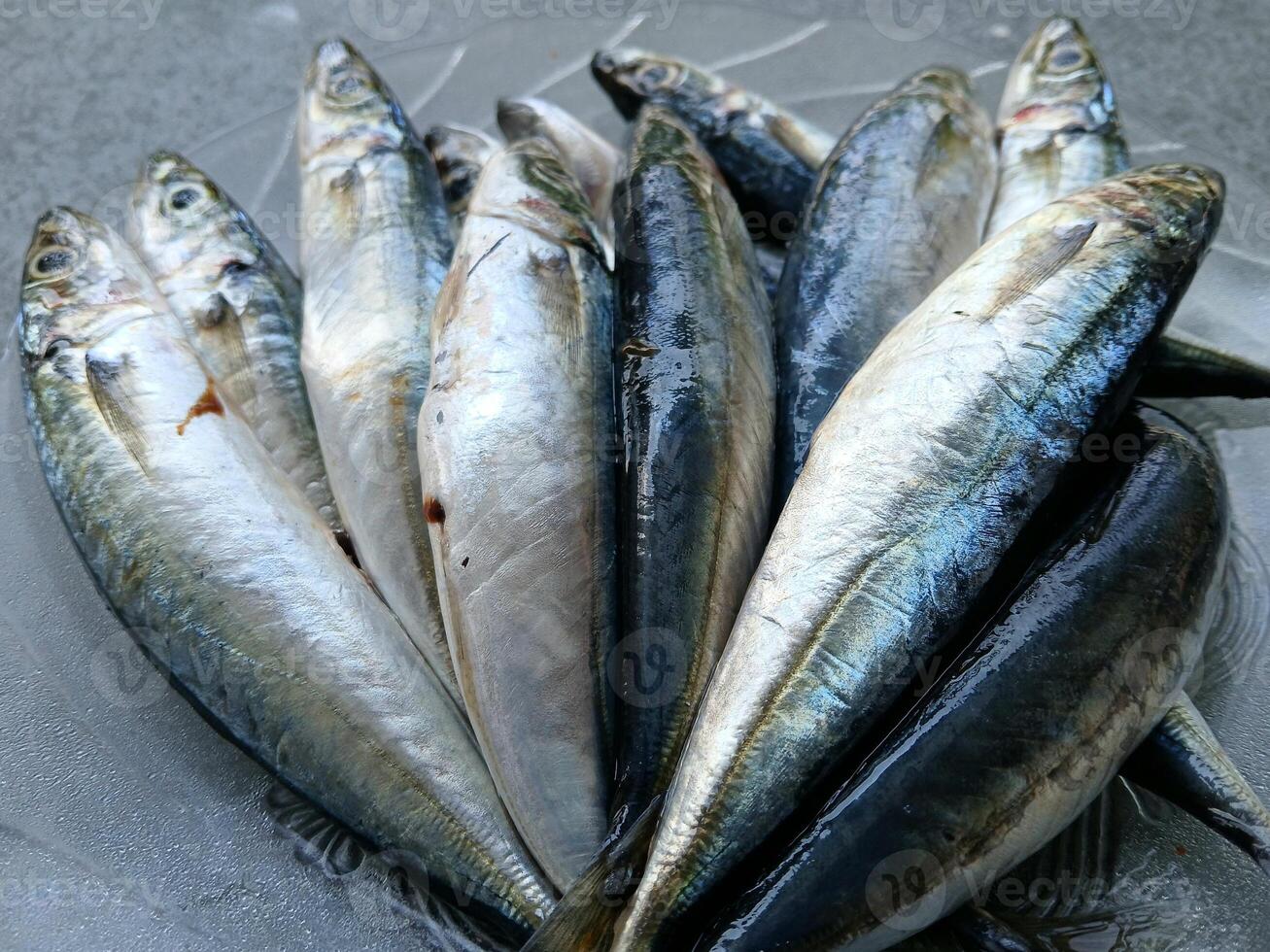 a group of small fish sitting on a plate photo