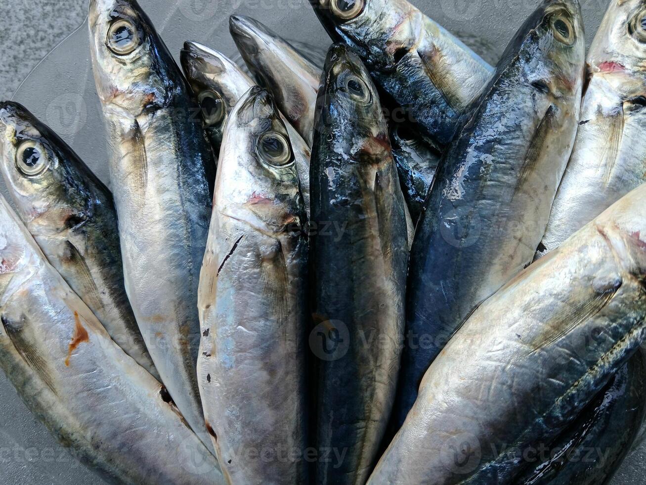 a group of small fresh mackerel fish sitting on a plate photo