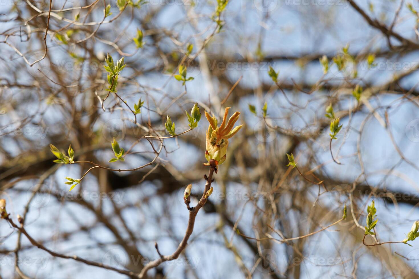 Horse chestnut buds opening on tree branch in early spring. Macro photography with natural background. Springtime holidays. Design for postcard, greeting card, wallpaper, banner. Macro shot photo