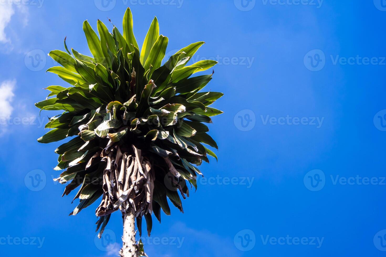 A Low Vantage Point to the leaves of Dracaena plant , Looking up to the sky photo