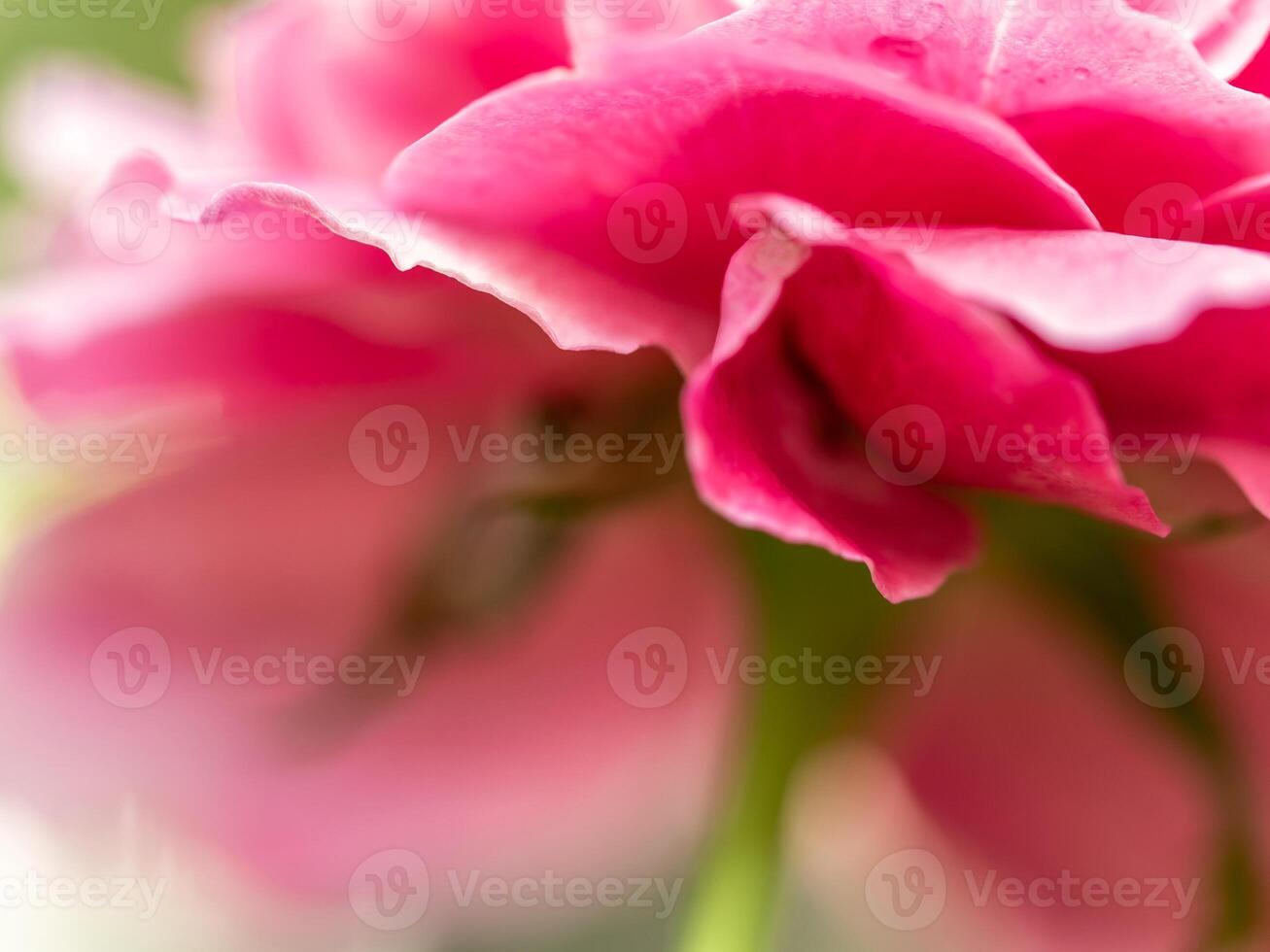The Delicate Claude Brasseur rose petals as nature background photo