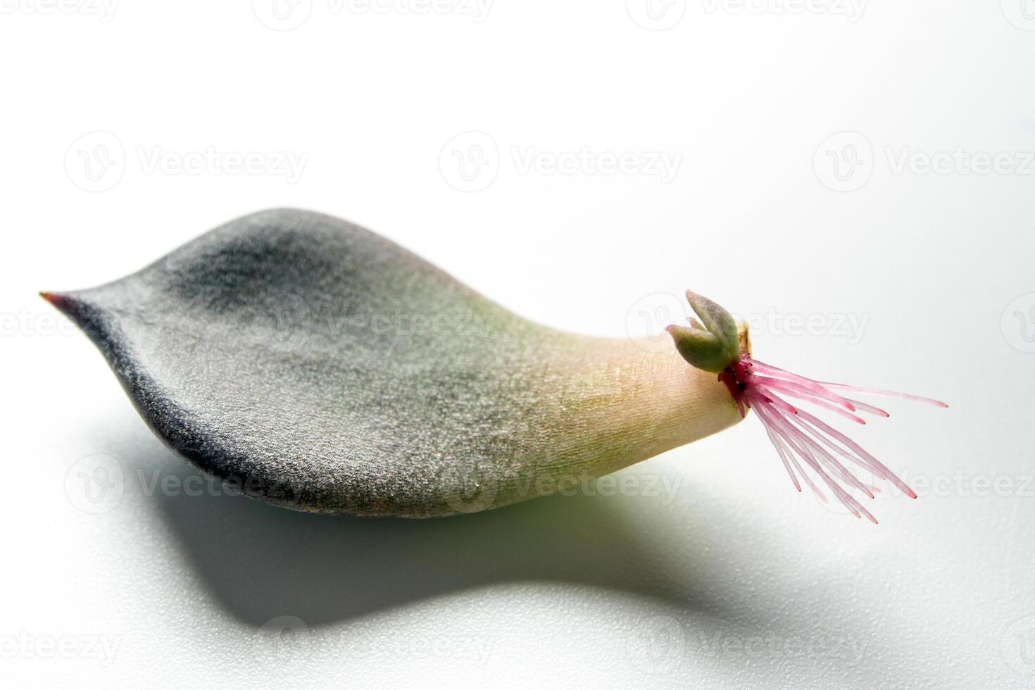 The Small roots that grow from the base of the succulent plant leaf photo