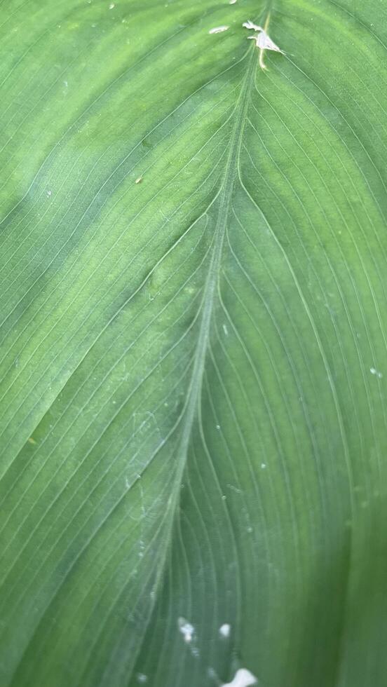 Vibrant Green Leaf Texture Close-Up photo