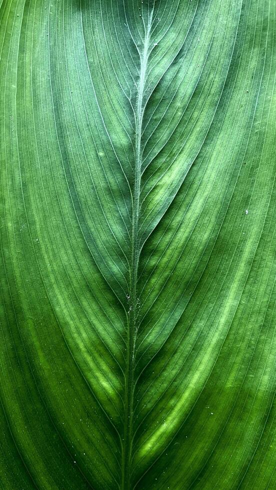 High-Resolution Macro of Leaf Structure photo