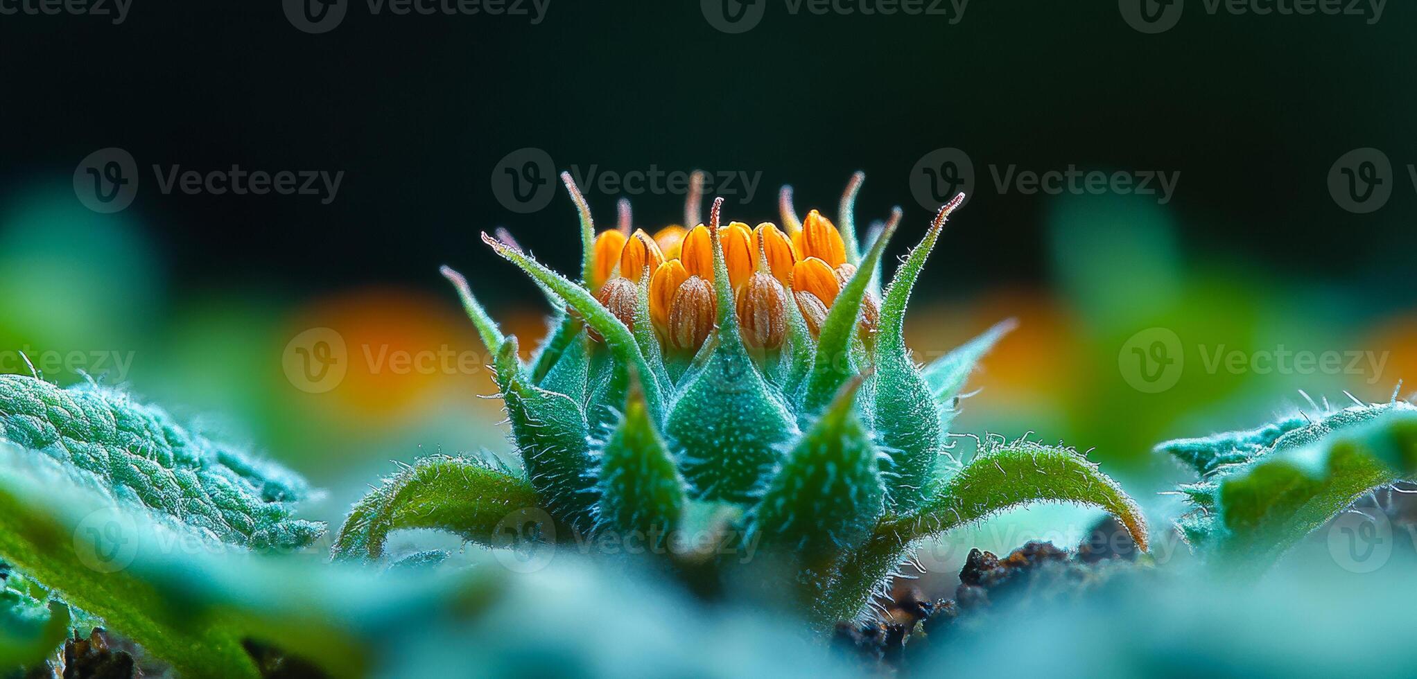 Sunflower bud in garden. A close-up view of a sunflower bud surrounded by green leaves in a vibrant garden setting during daylight. photo