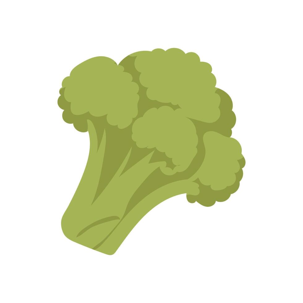 Green broccoli in flat design. Vegetarian food product, organic vegetable. illustration isolated. vector