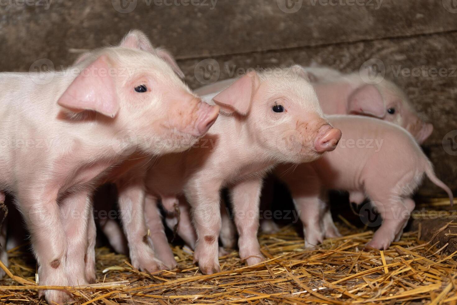 Adorable Piglets Happily Exploring Their Cozy Barn Environment Full of Warmth and Joy photo