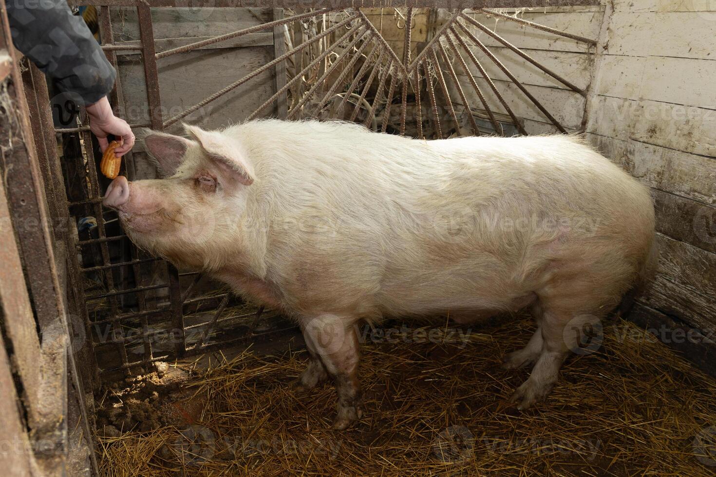 A domestic pig is in a rustic barn with a dedicated farmer, highlighting rural life photo