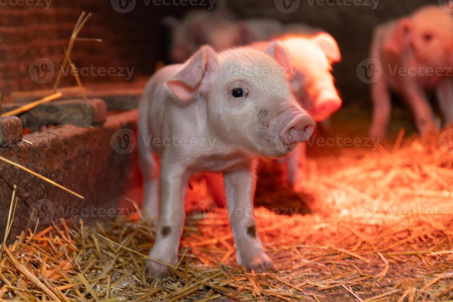 A group of curious and playful piglets exploring their cozy barn environment and surroundings photo