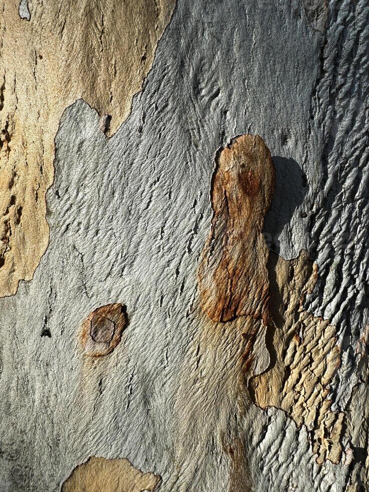 Unique textures and colors of bark on a tree trunk in natural setting photo