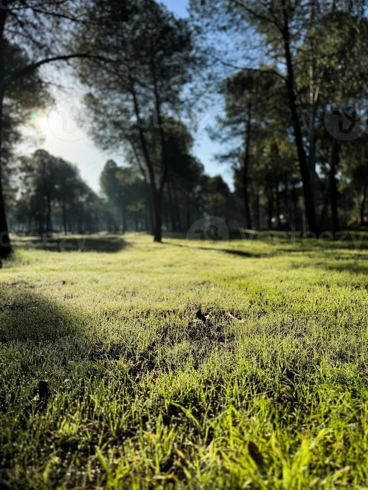 Morning sunlight filters through trees onto grassy field in serene park setting photo
