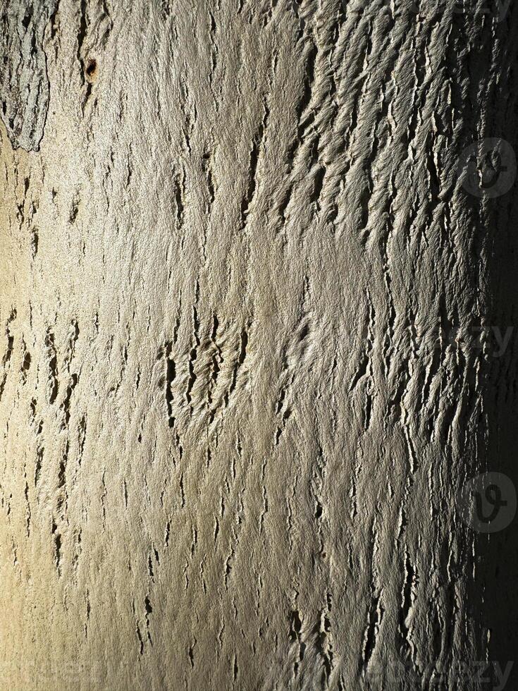Unique texture patterns on a tree bark illuminated by soft light in a natural environment photo