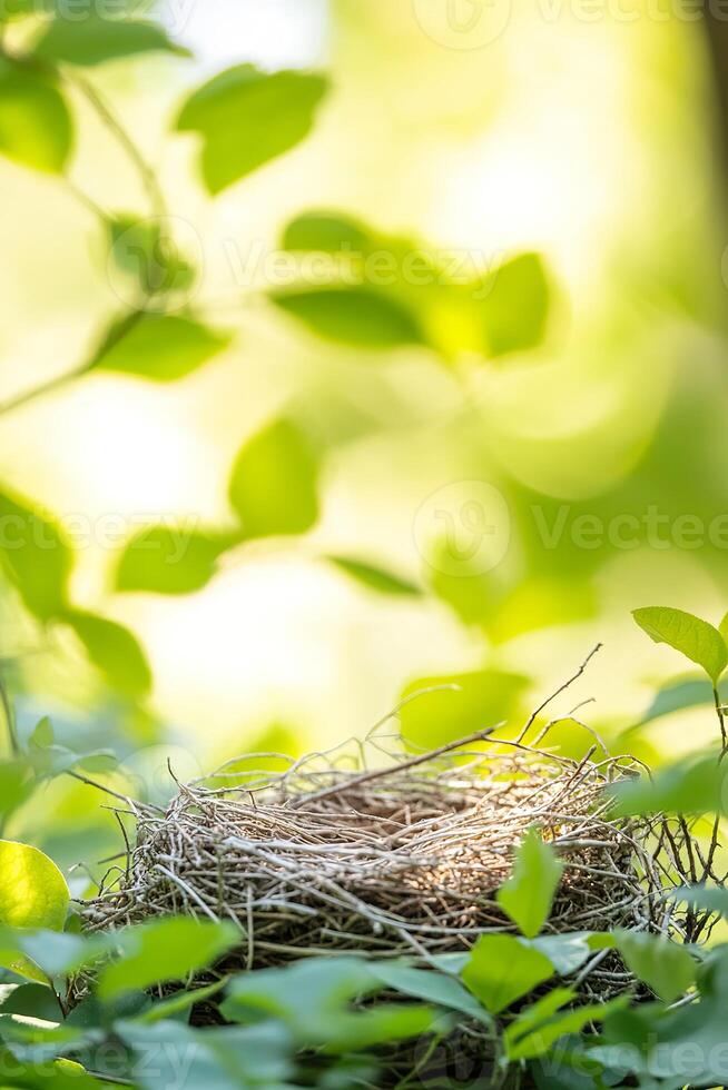 Empty bird's nest surrounded by lush green leaves in sunlit forest. photo