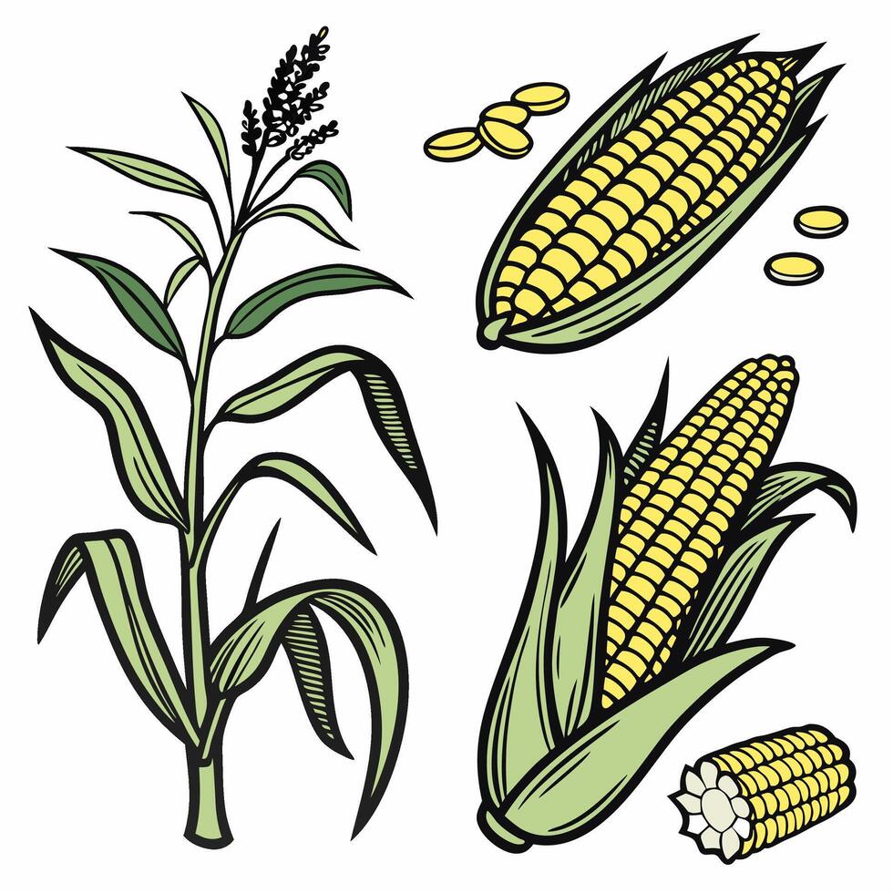 Hand Drawn Corn Illustration Detailed Botanical Plant, Kernels, Cob Agriculture. vector