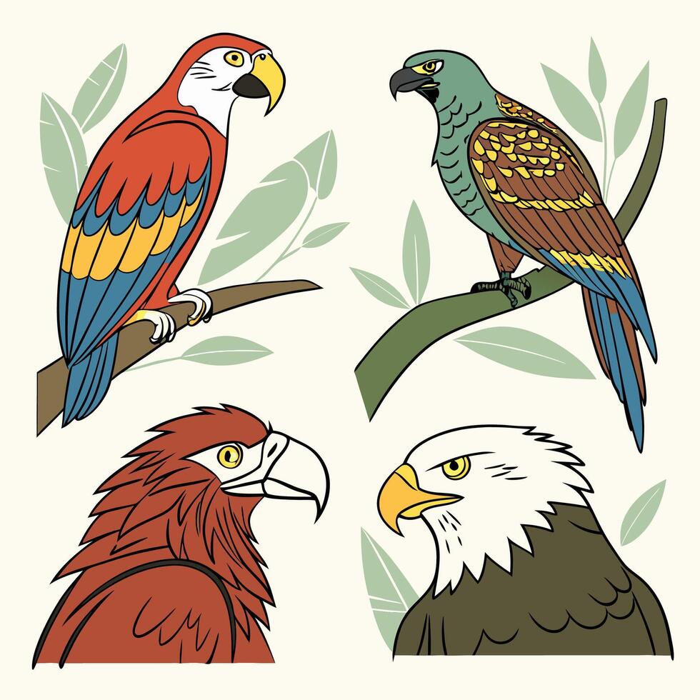 Professional Bird Illustrations Scarlet Macaw, Kea, Hawk. vector
