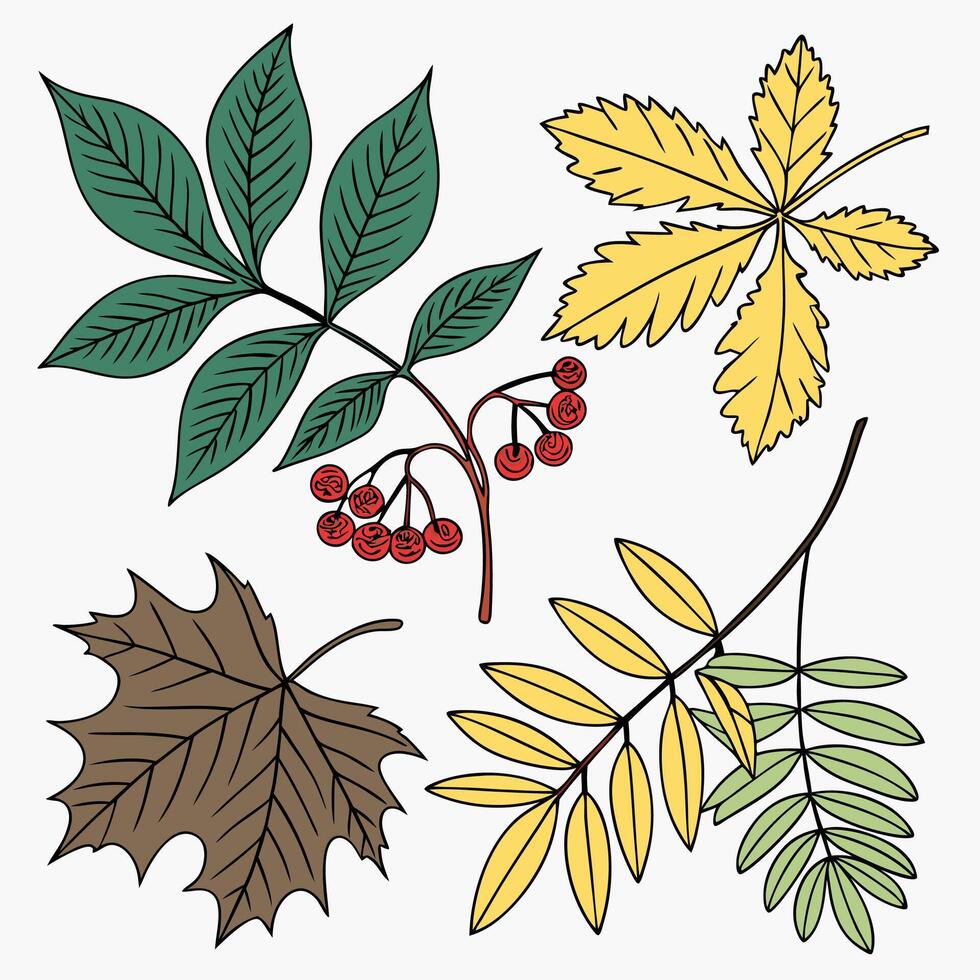 Autumn Leaves and Berries Illustration Maple, Ash. vector