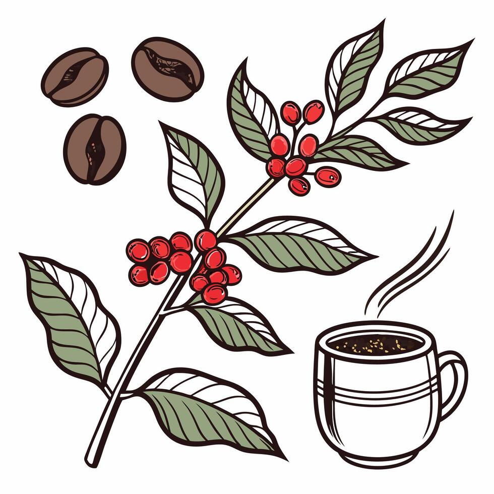 Rustic Coffee Plant Illustration Hand Drawn Botanical Art with Berries and Cup. vector