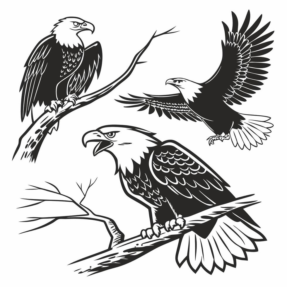 Bald Eagle Illustration Three Eagles, Monochrome. vector