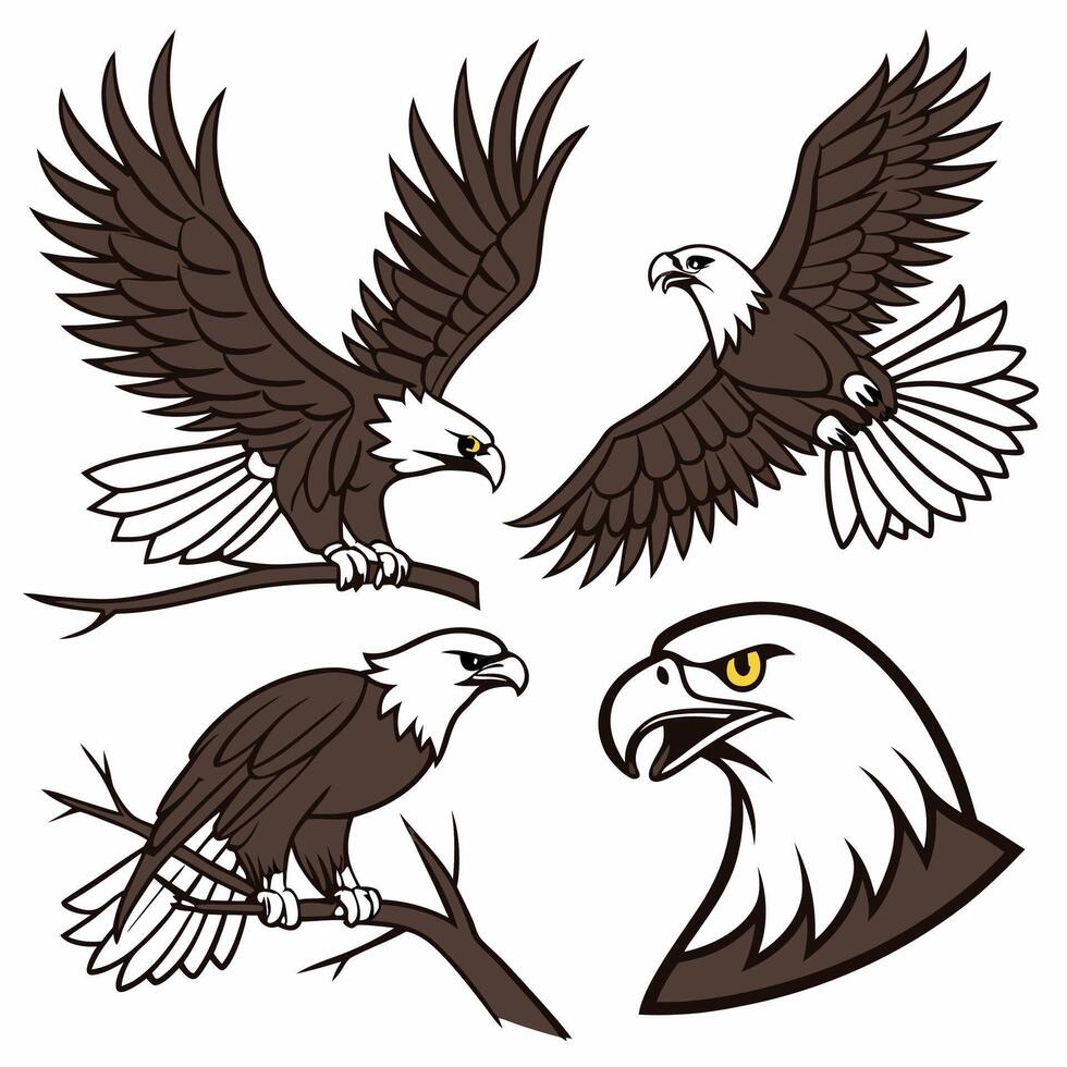 Bald Eagle Illustrations 4 Poses, , Brown and White. vector
