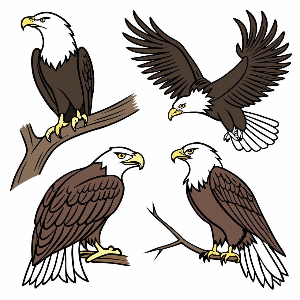Bald Eagle Illustrations 4 Poses, Art, Brown and White. vector