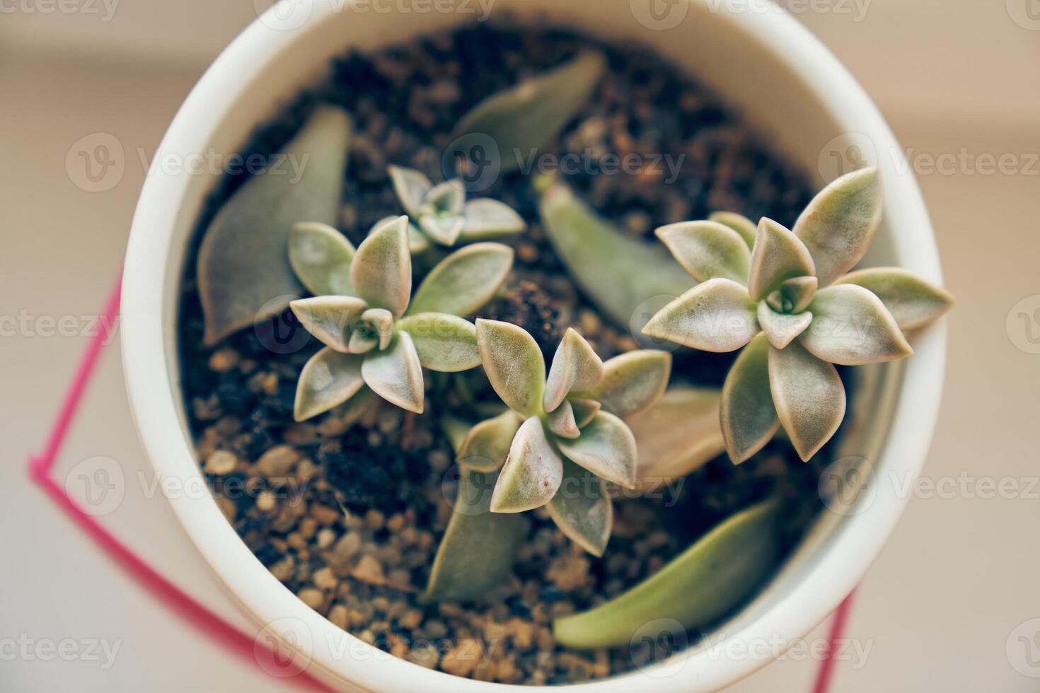 Paraguayan graptopetalum in a modern round pot close-up. The concept of growing in pots. Landscaping of the house. photo