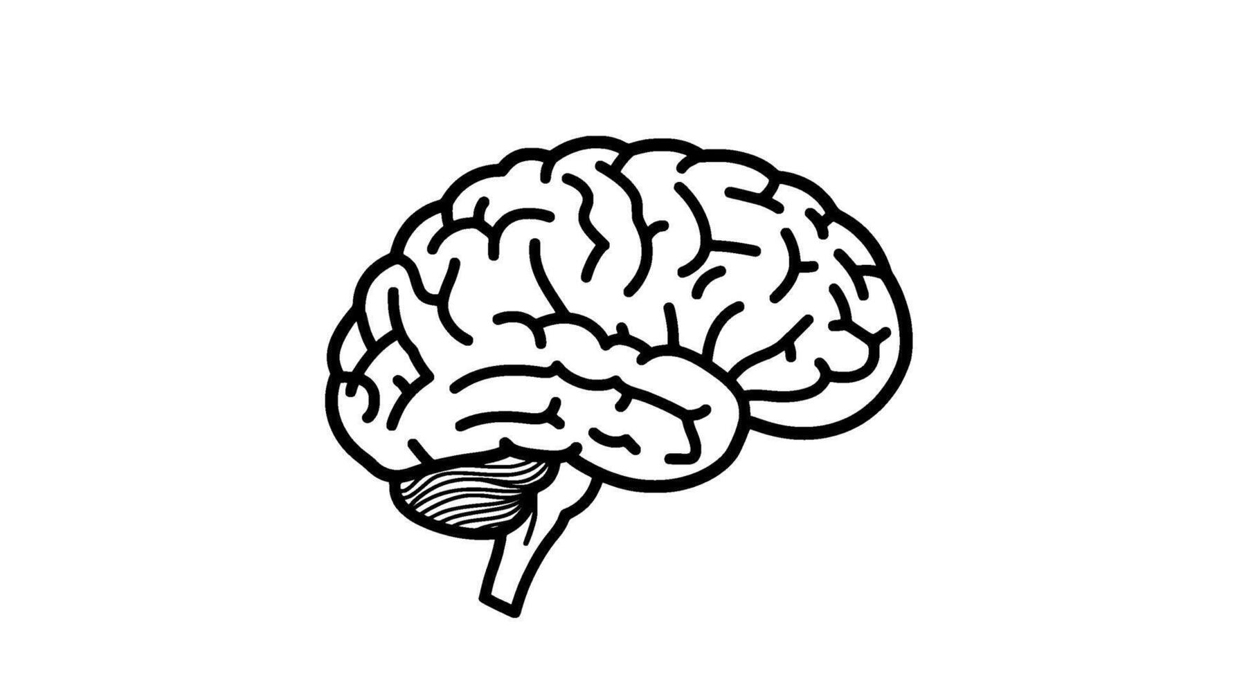 Line Art Brain Anatomy Illustration vector