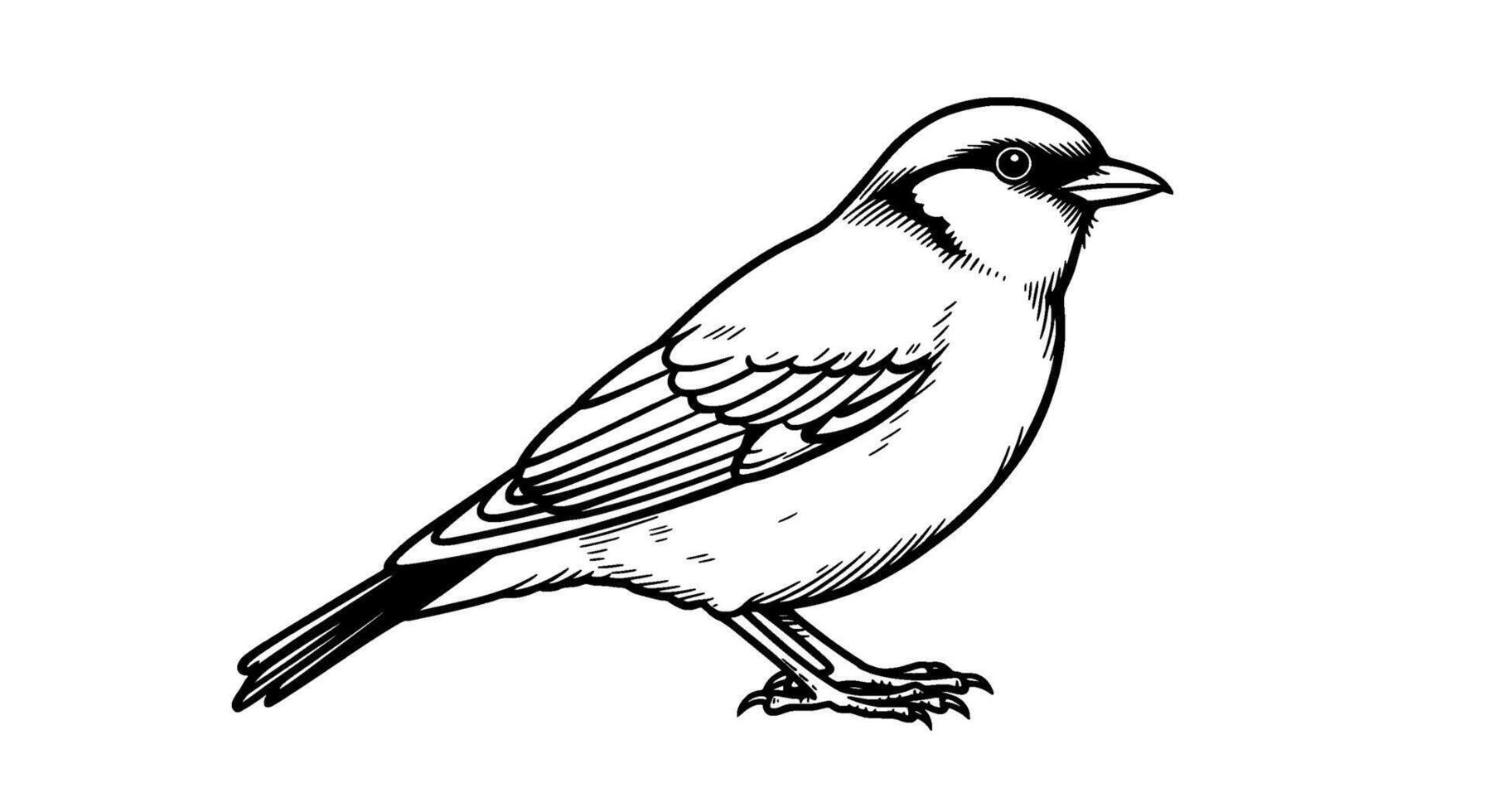 Hand-drawn Black and White Bird Illustration vector