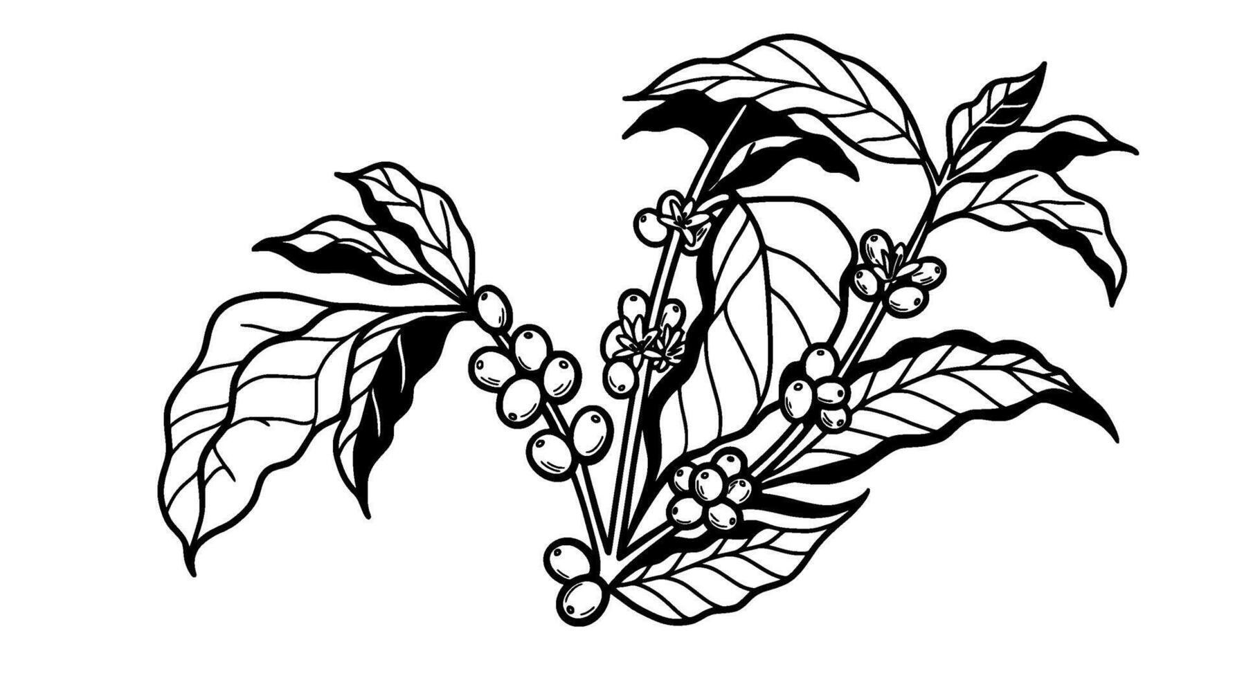 Coffee Plant Branch Line Art vector
