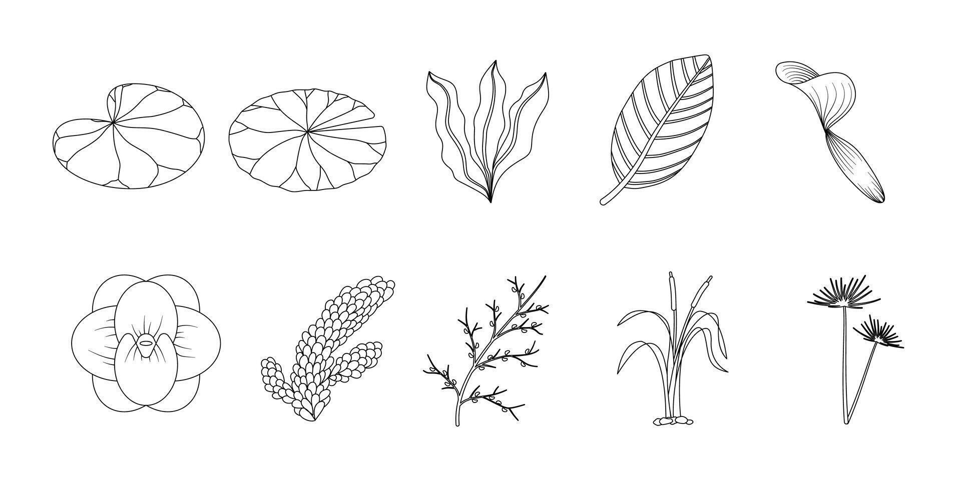 Water Plants Leaf Outline Set Illustration vector