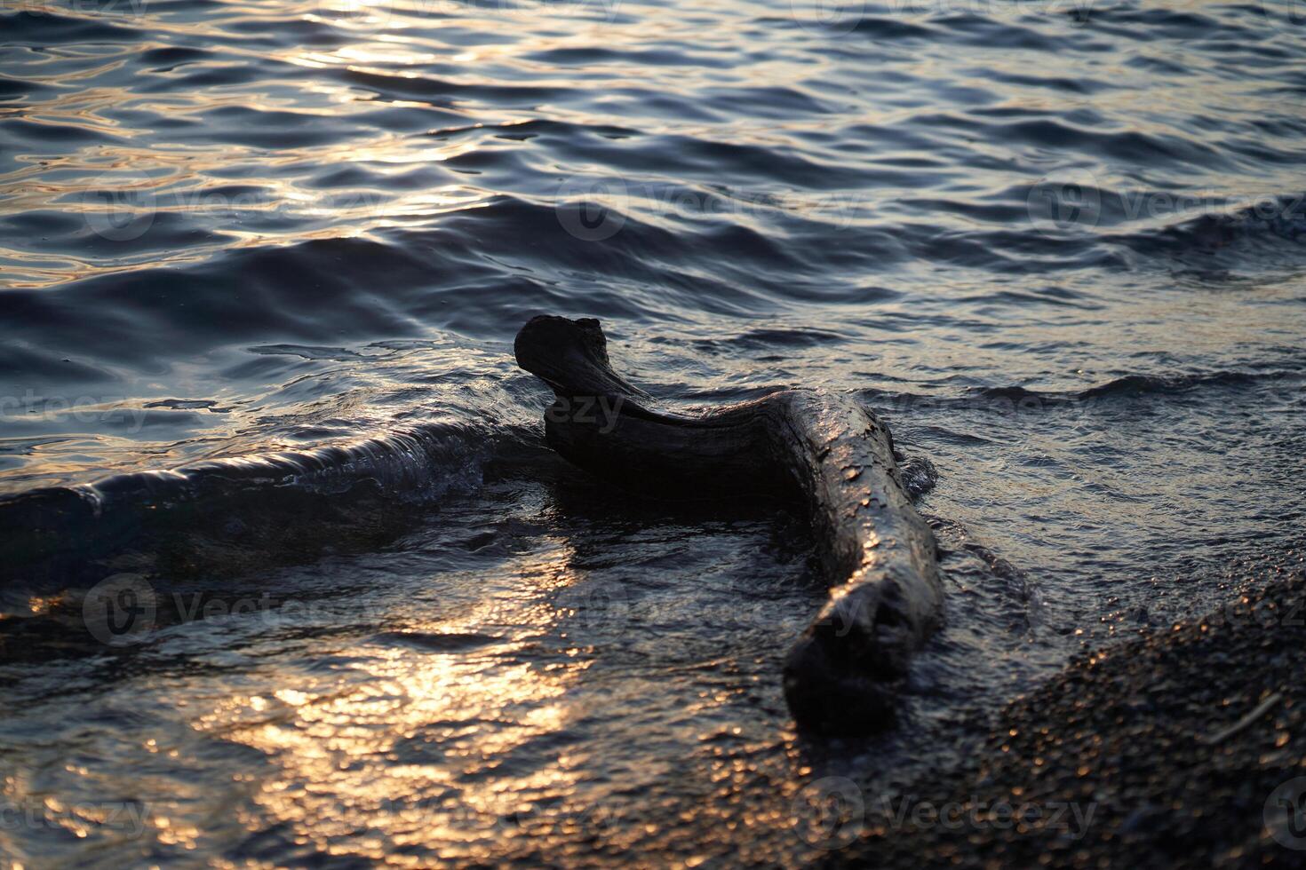 A driftwood on the shore. The sea at dusk. Water rushing onto the shore of a pebble beach in the afternoon sun. There is a place to copy photo