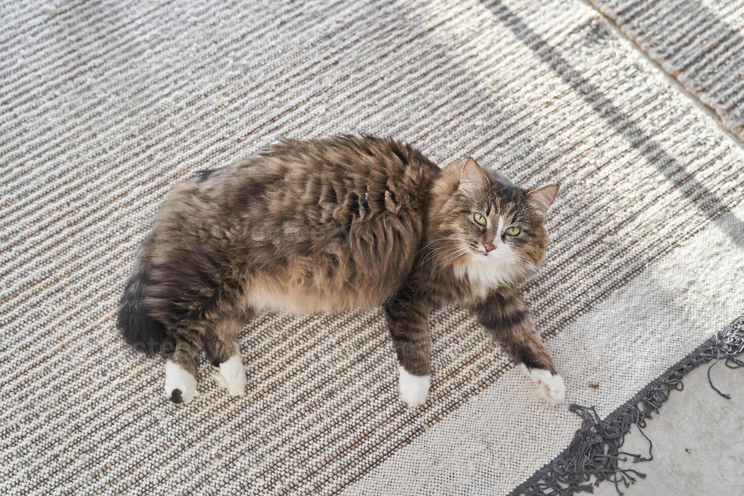 Top view of a cat lying on a carpeted floor. The cat looks directly at the camera. The pet is resting. The cat's ability to relax anywhere. photo