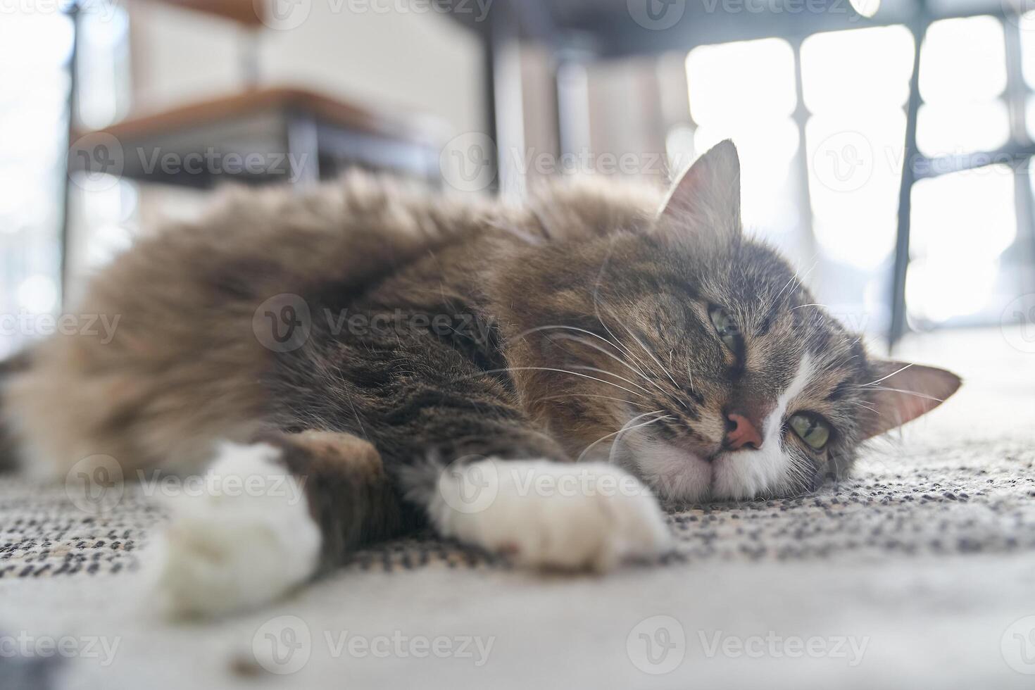 The cat is lying on the carpeted floor. The cat is asleep. The coat is brown. The pet is resting. The cat's ability to relax anywhere. photo