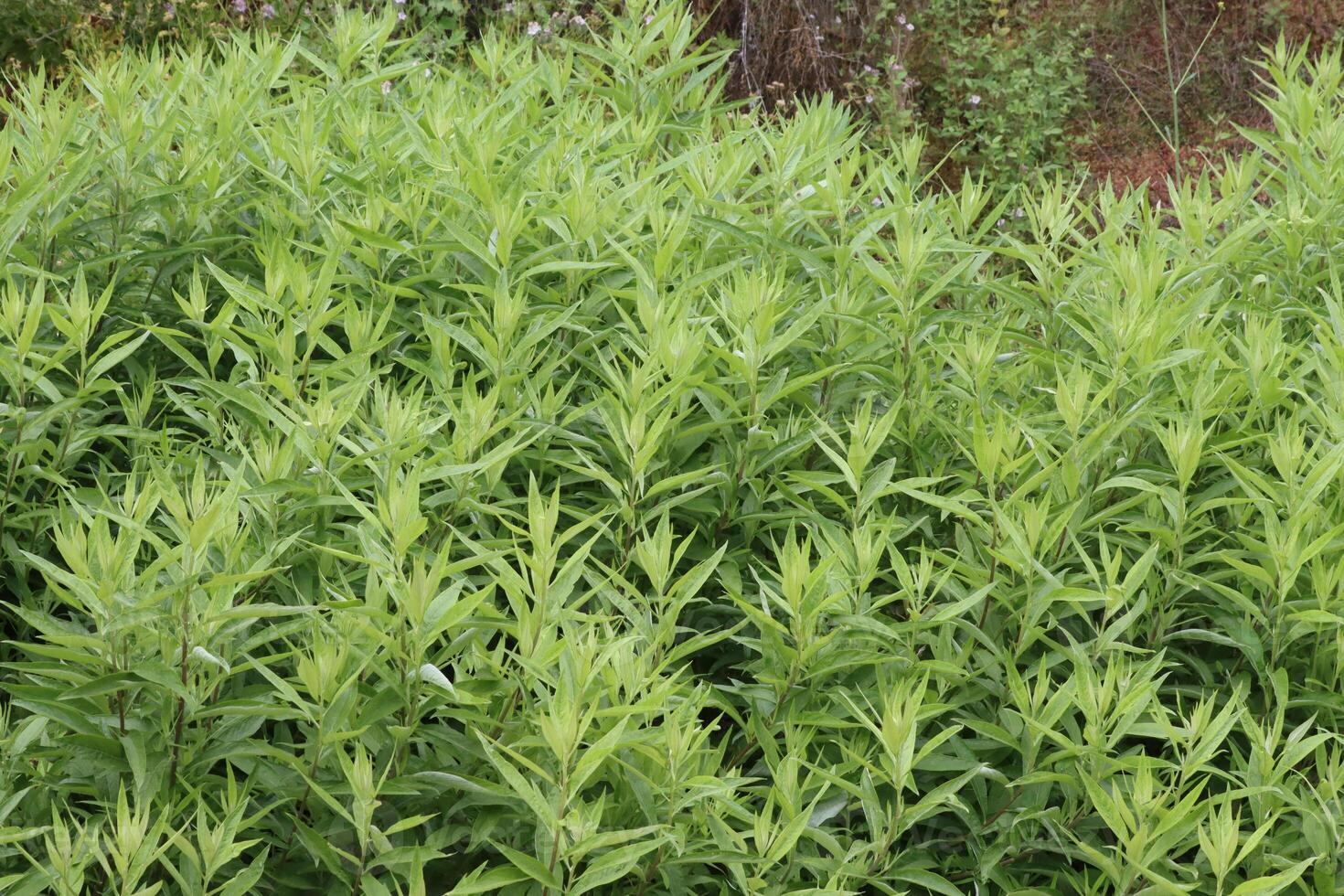 Douglas Mugwort, Artemisia Douglasiana, a population of these appealing native perennials, energized from previous rains, displays very robust growth during late Spring in the Santa Monica Mountains. photo