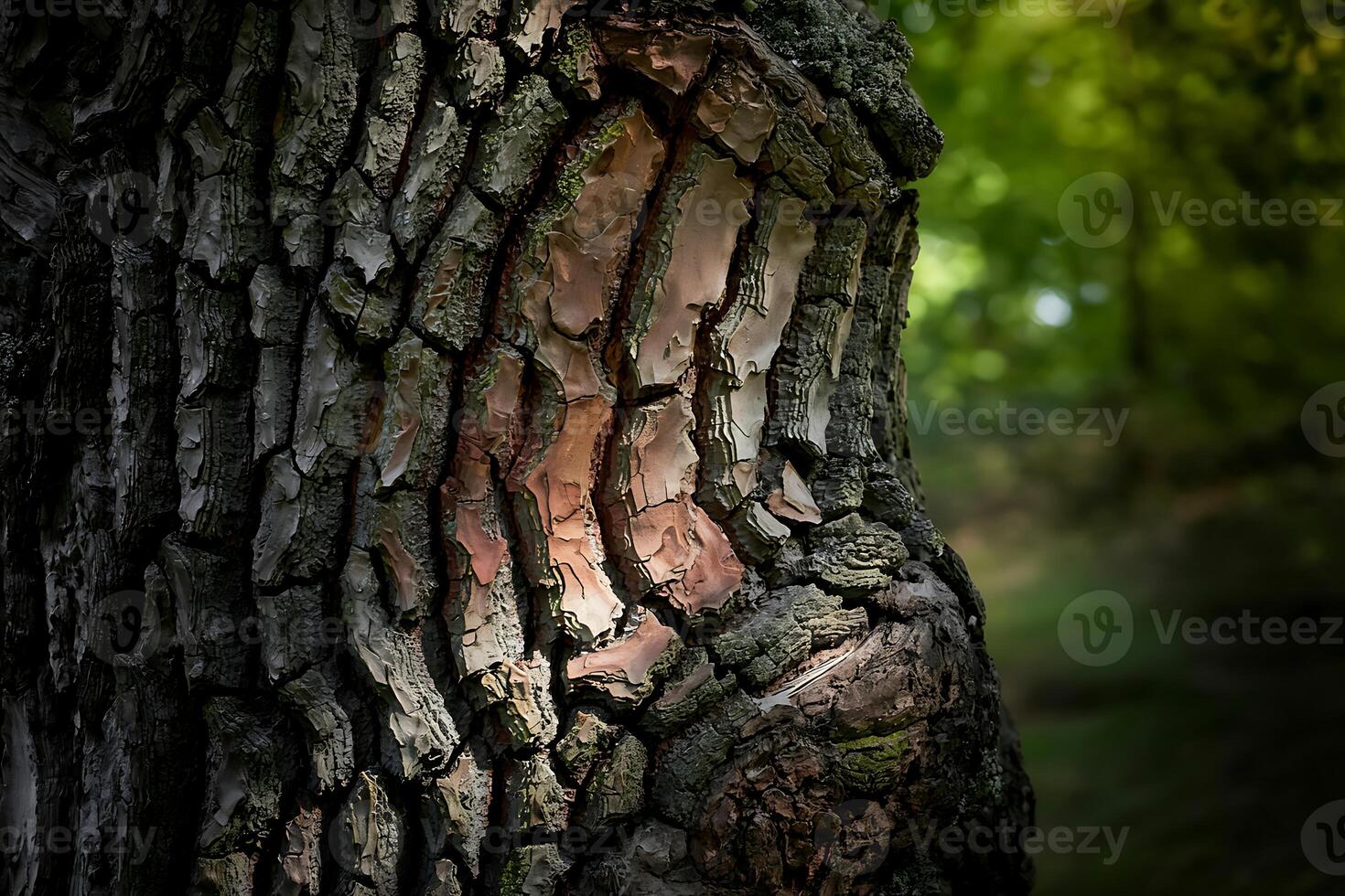 Textural Tree Bark Illuminated by Natural Light in a Lush Forest Backdrop photo