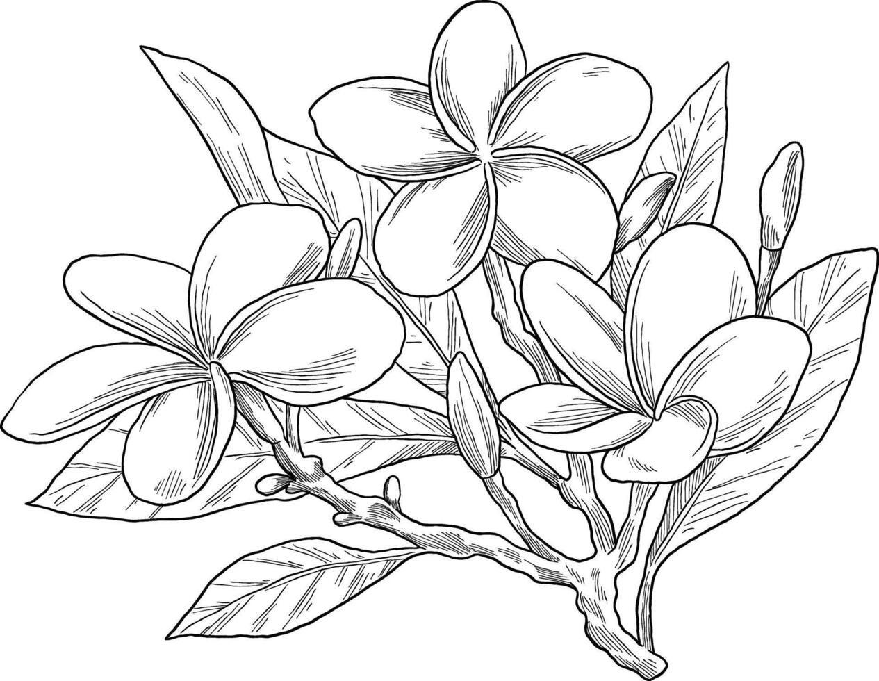 Delicate hand-drawn frangipani flower sketch, perfect for tropical or spa-inspired designs, and summer branding. vector